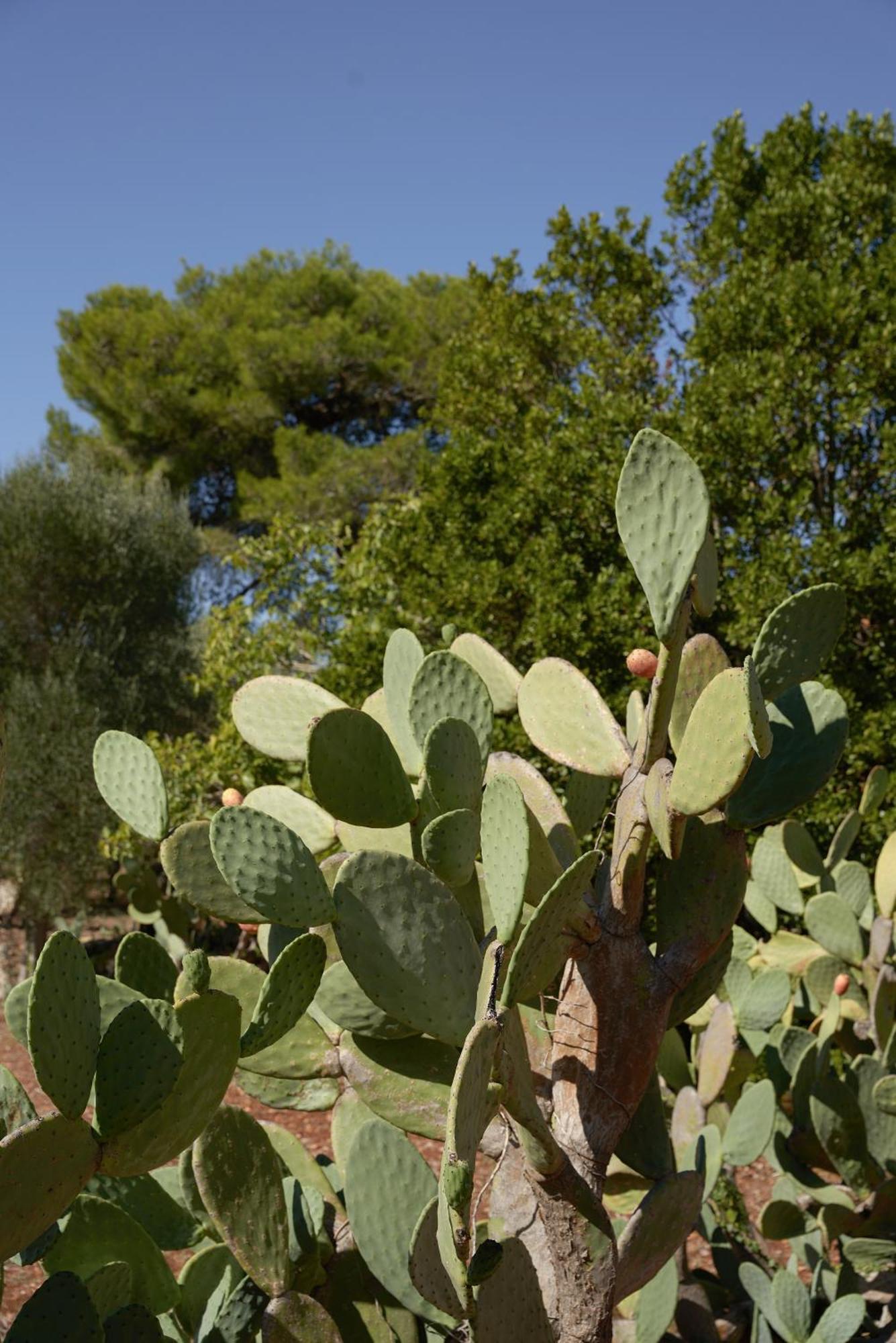 Masseria Paradiso Ostuni Zewnętrze zdjęcie